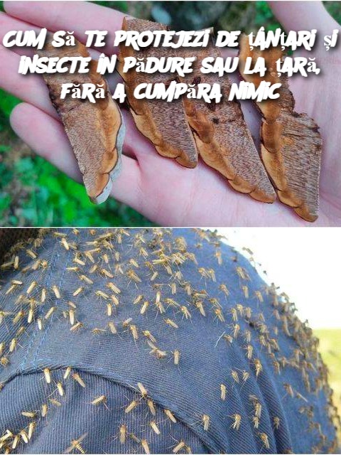 Cum să te protejezi de țânțari și insecte în pădure sau la țară, fără a cumpăra nimic