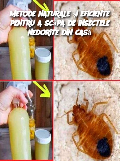 Metode naturale și eficiente pentru a scăpa de insectele nedorite din casă