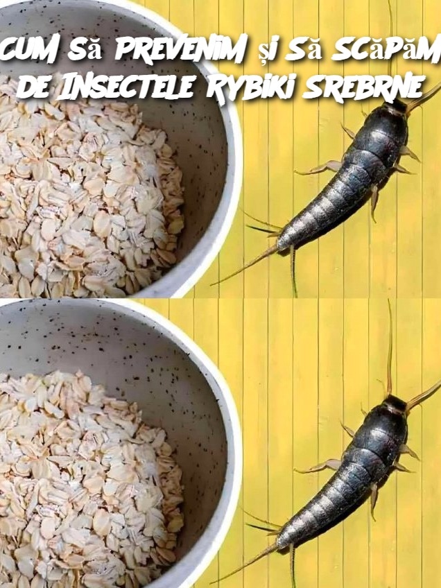 Cum să Prevenim și Să Scăpăm de Insectele Rybiki Srebrne