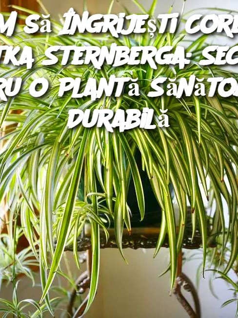 Cum să Îngrijești Corect Zielistka Sternberga: Secretul Pentru o Plantă Sănătoasă și Durabilă