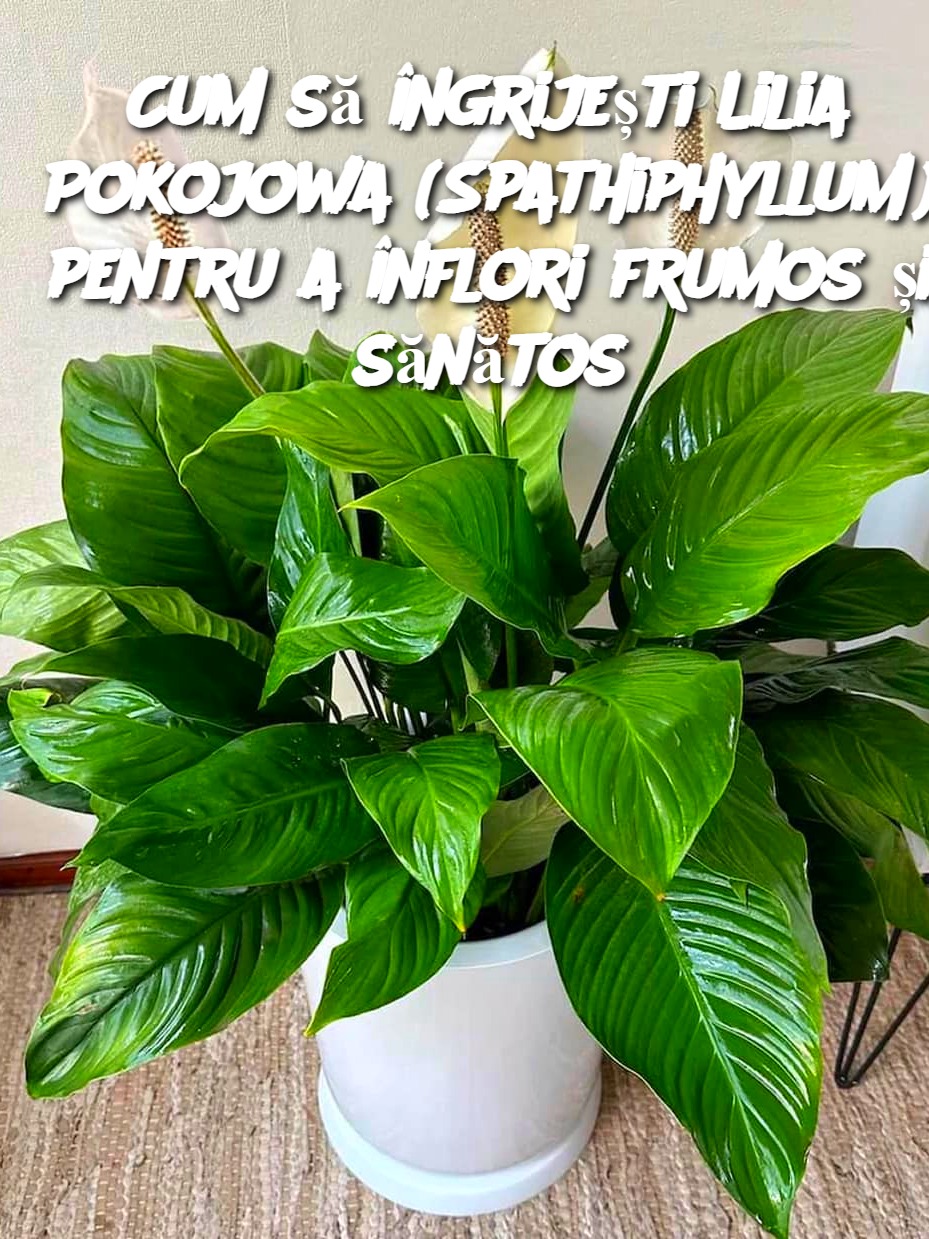 Cum să îngrijești Lilia Pokojowa (Spathiphyllum) pentru a înflori frumos și sănătos