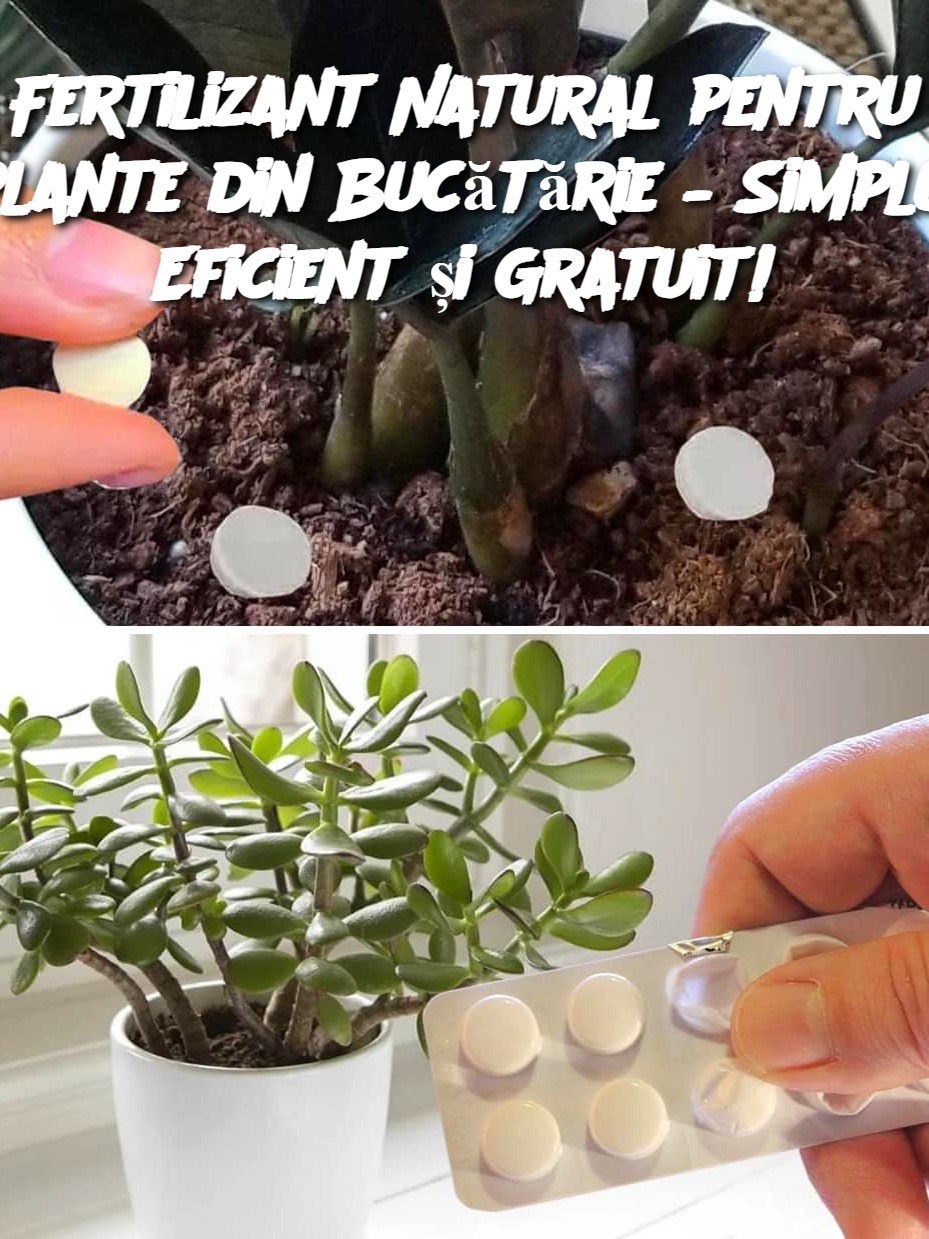 Fertilizant Natural pentru Plante din Bucătărie – Simplu, Eficient și Gratuit!