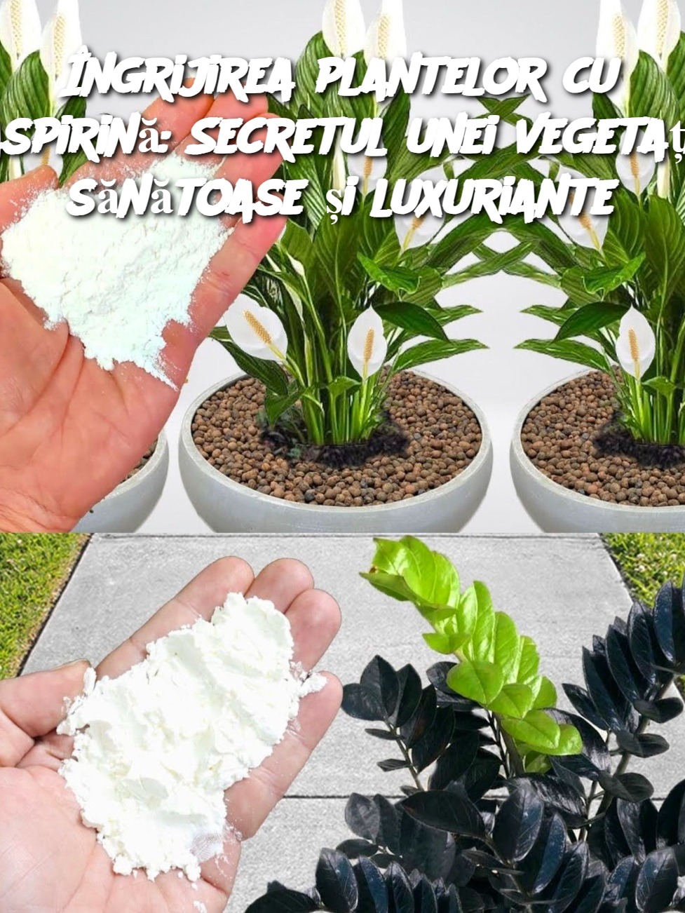 Îngrijirea plantelor cu aspirină: Secretul unei vegetații sănătoase și luxuriante