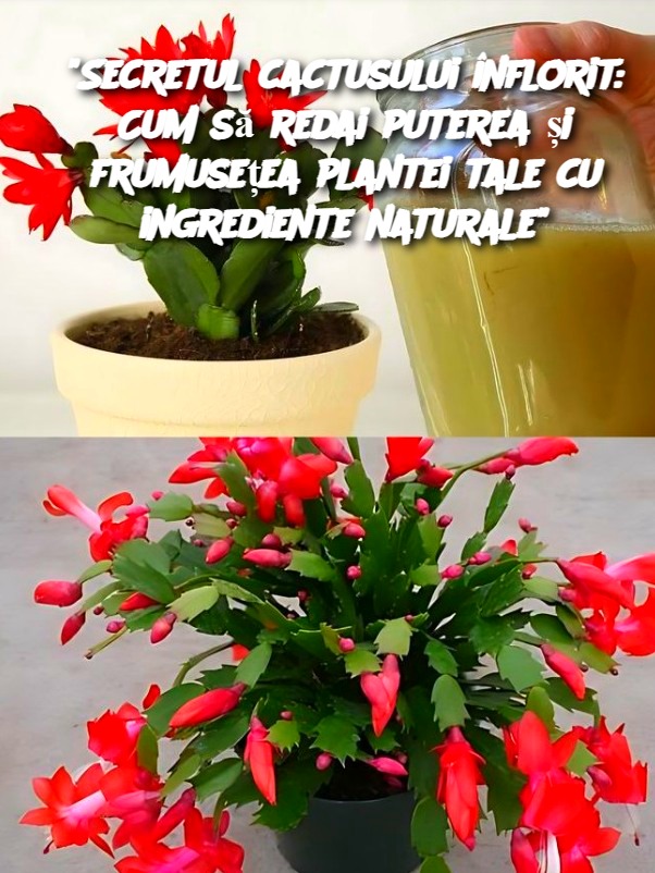 "Secretul cactusului înflorit: Cum să redai puterea și frumusețea plantei tale cu ingrediente naturale"