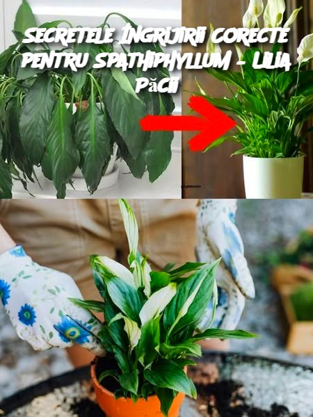 Secretele Îngrijirii Corecte pentru Spathiphyllum – Lilia Păcii